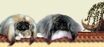 пекинес_питомник пекинесов_pekingese kennel