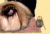 Чемпион Европы, Чемпион России - Alika Jasmine_pekingese kennel